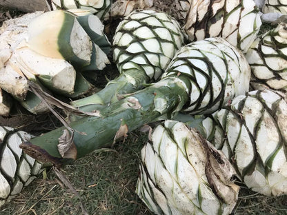 Mezcal Espadin Capón 5 Litros – Perfil Intenso y Premium