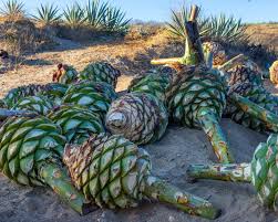 Mezcal Espadin Capón 5 Litros – Perfil Intenso y Premium
